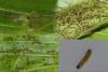 Spilosoma lubricipeda